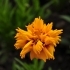Coreopsis grandiflora 'Rising Sun' -- Großblumiges Mädchenauge